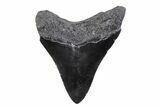 Serrated, Juvenile Megalodon Tooth - South Carolina #370436-1